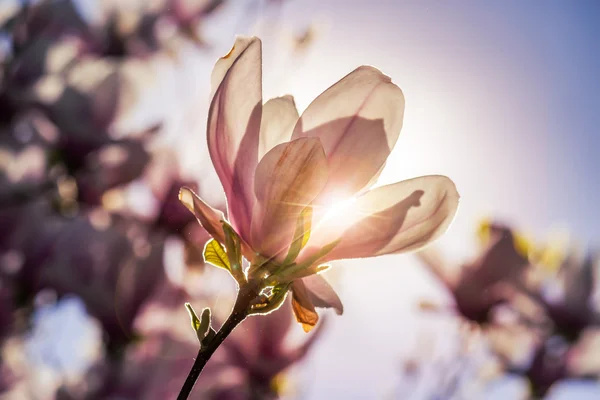 Magnolienblüten auf verschwommenem Hintergrund bei Sonnenuntergang — Stockfoto