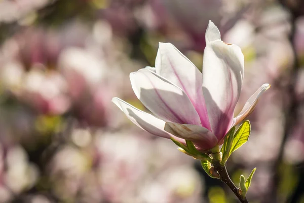 Magnolienblüten auf verschwommenem Hintergrund — Stockfoto