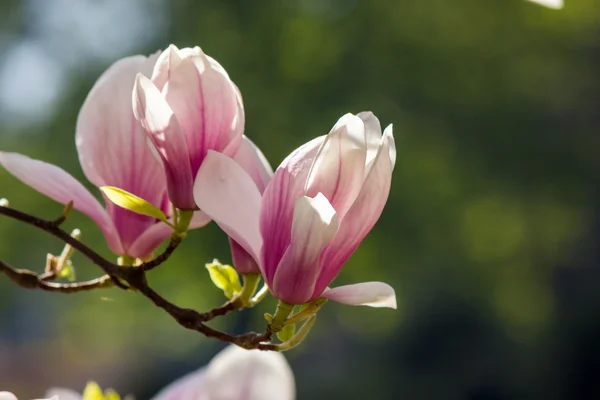 Kwiaty Magnolia na tle blury — Zdjęcie stockowe