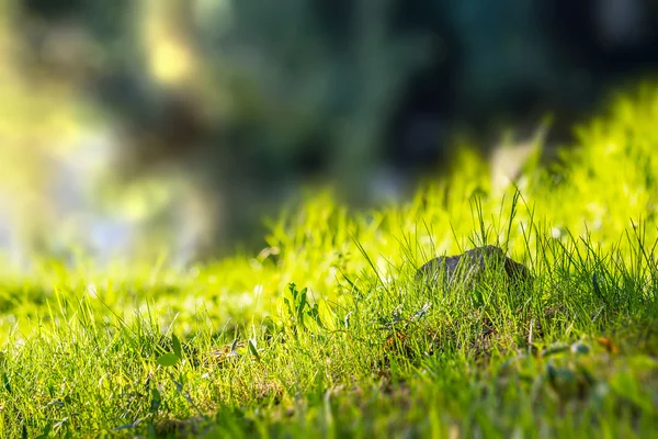 Forest glade in  shade of the trees — Stock Photo, Image