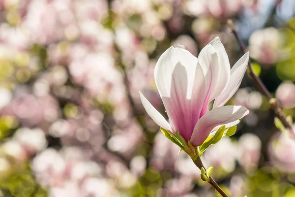 Magnolienblüten auf verschwommenem Hintergrund — Stockfoto