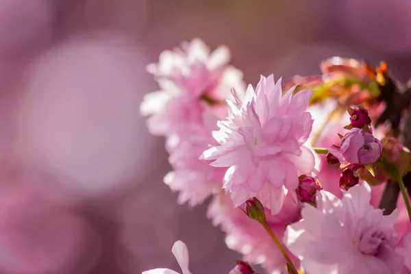 Květy růžové kvetl sakura — Stock fotografie