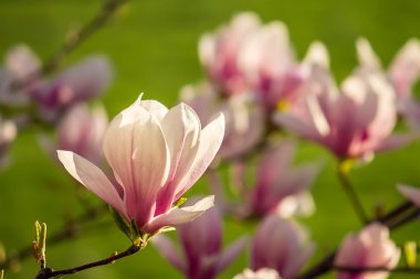 magnolia flowers on a blury background clipart