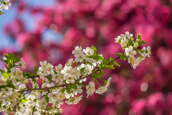 Flowers of apple tree blur background — Stock Photo, Image