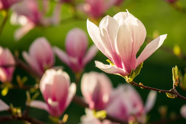 Magnolienblüten auf verschwommenem Hintergrund — Stockfoto