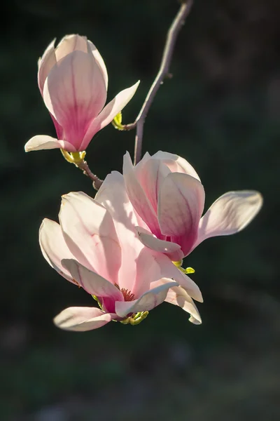 Magnolienblüten auf verschwommenem Hintergrund — Stockfoto