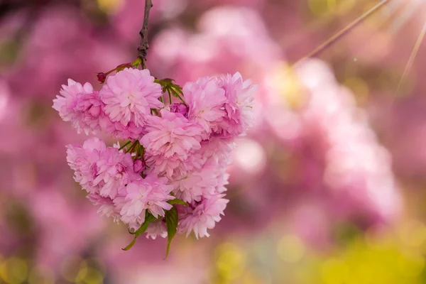 Růžové květy sakura větví na pozadí blury — Stock fotografie