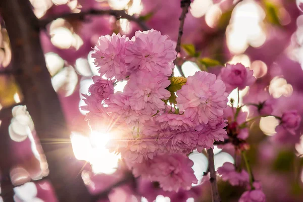 Rosa Blüten von Sakura-Zweigen auf verschwommenem Hintergrund — Stockfoto