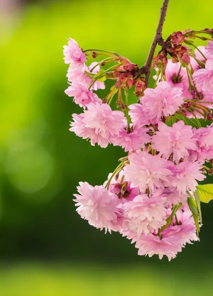 Fiori rosa di rami di sakura sopra l'erba — Foto Stock