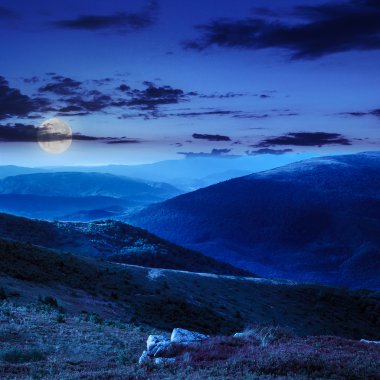 gece dağın tepesindeki yüksek vahşi bitkiler