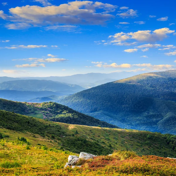 Plantas silvestres altas en la cima de la montaña — Foto de Stock