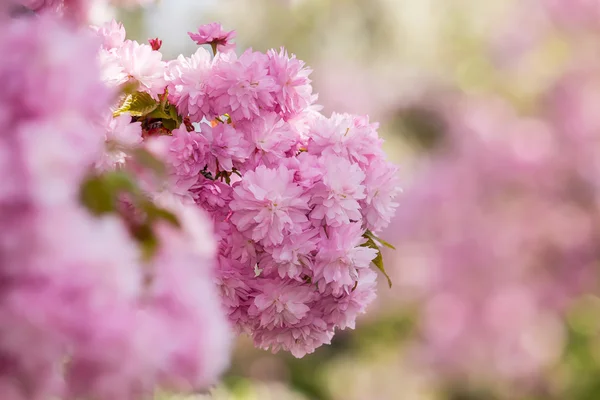 Pink flowers of sakura branches above grass — Stock Photo, Image