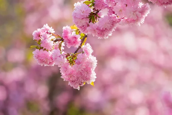 Růžové květy sakura větví nad trávy — Stock fotografie