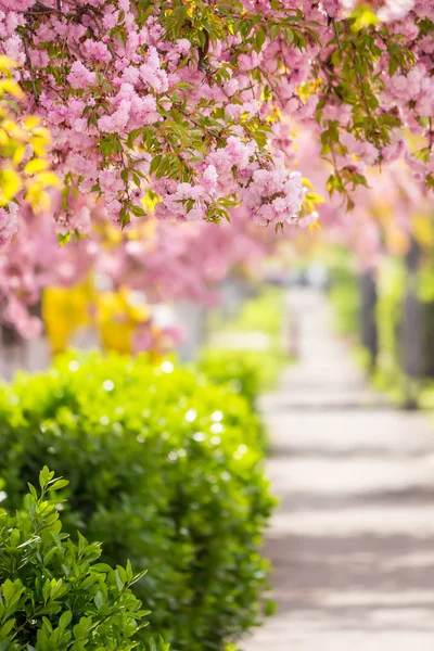 Rózsaszín-kivirágzott sakura virágokat utca — Stock Fotó