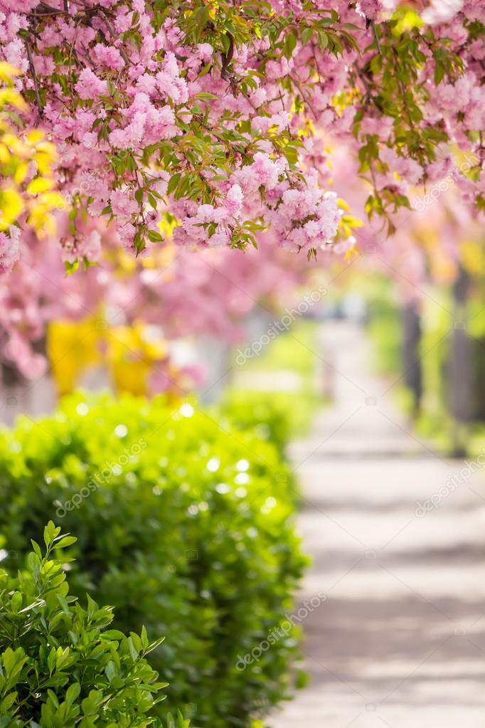 Pink blossomed sakura flowers street Stock Photo by ©pellinni 43910213