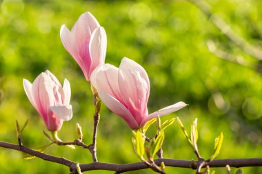 Manolya çiçek blury arka plan üzerinde