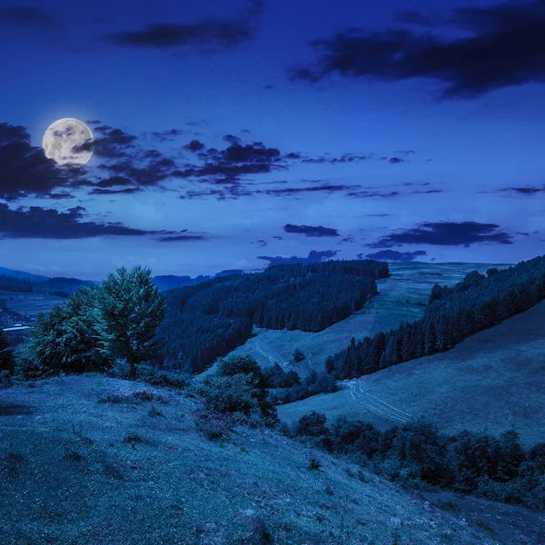 Pinos cerca del valle en las montañas por la noche — Foto de Stock