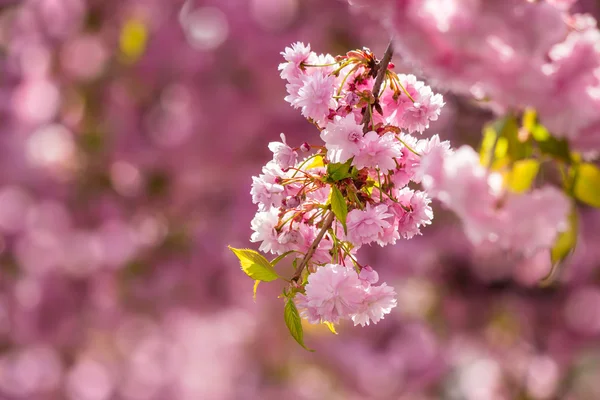 Rosa geblühte Sakura-Blumen — Stockfoto
