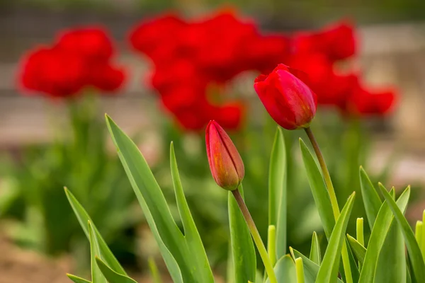 Twee rode tulip op kleur achtergrond wazig — Stockfoto