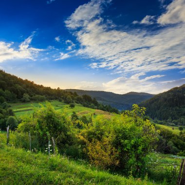 çam ağaçları ile gökyüzü altında yamaca dağlarda valley yakınındaki 