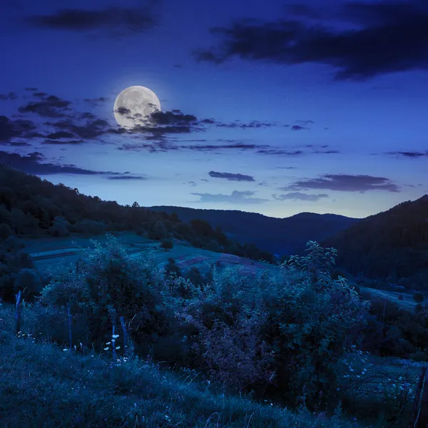 Tallar nära valley i bergen på sluttning på natten — Stockfoto