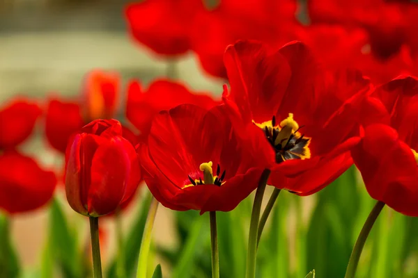 Orange tulip on color blurred background — Stock Photo, Image