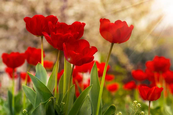 Orange tulip on color blurred background — Stock Photo, Image