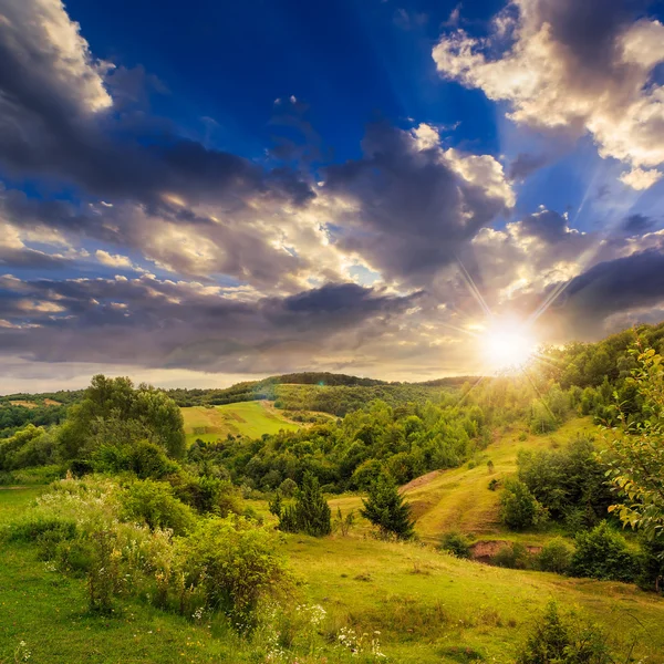 Pins près de la vallée en montagne à flanc de colline au coucher du soleil — Photo