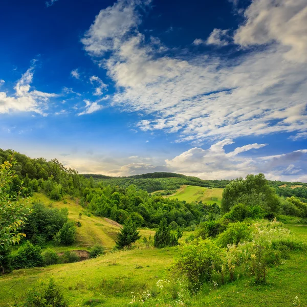 Stromy poblíž údolí v horách na svahu pod oblohou s cloud — Stock fotografie