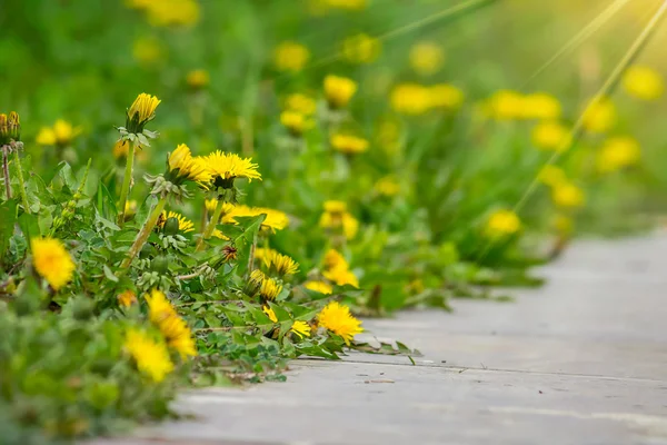 Paardebloem op groen gras achtergrond wazig — Stockfoto