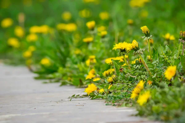 Paardebloem op groen gras achtergrond wazig — Stockfoto