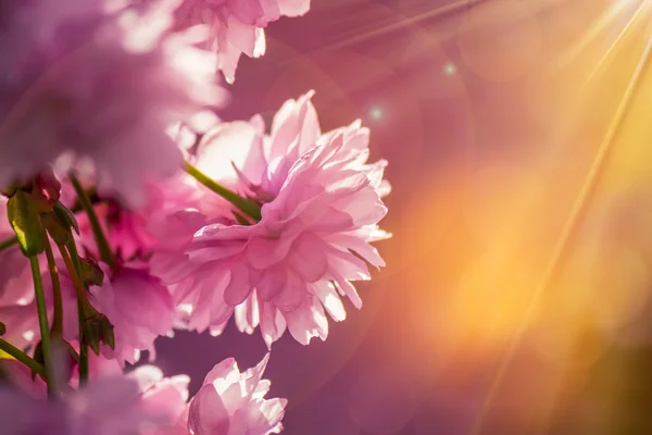 Rózsaszín-kivirágzott sakura virágokat — Stock Fotó