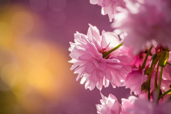 Flores sakura rosa floridas — Fotografia de Stock