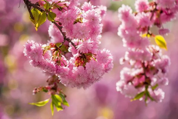 Ροζ ανθισμένες sakura λουλούδια — Φωτογραφία Αρχείου
