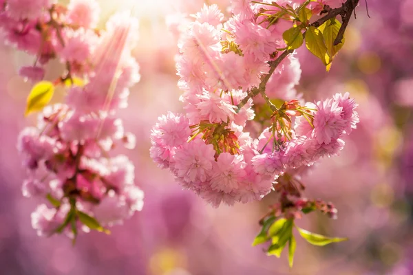 Ροζ ανθισμένες sakura λουλούδια — Φωτογραφία Αρχείου