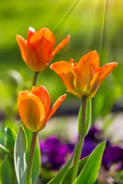 Orange tulip on color blurred background — Stock Photo, Image