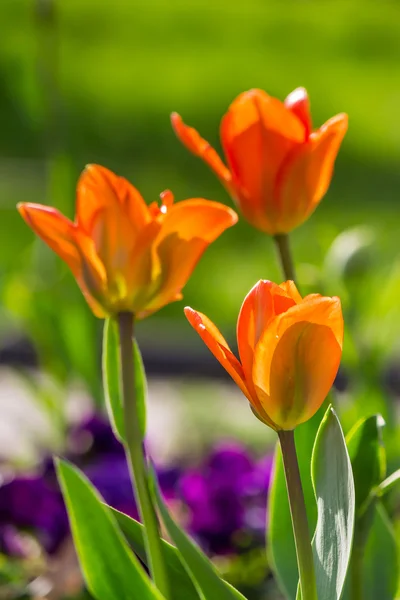 Orange tulip on color blurred background — Stock Photo, Image