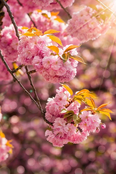 Fleurs de sakura rose fleuries en rayons — Photo