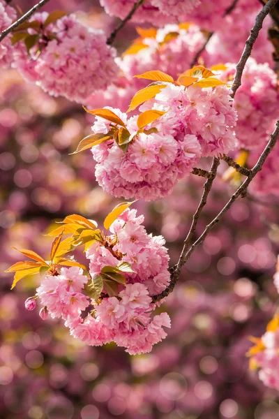 Fleurs de sakura fleuries roses — Photo