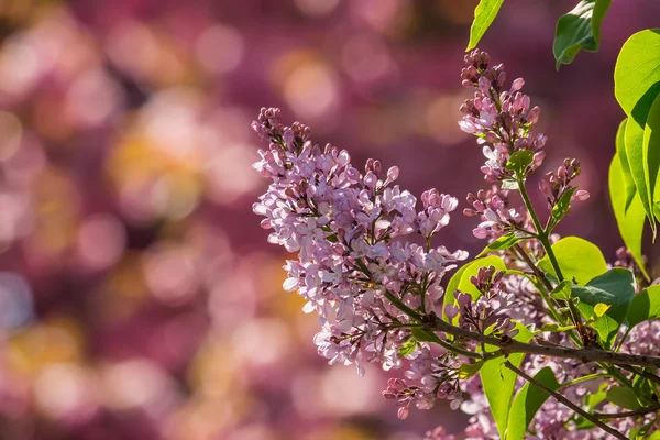 Lilacblommor på våren — Stockfoto