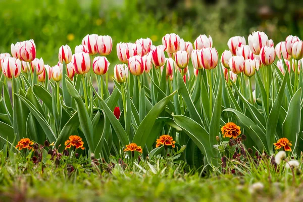 Witte tulip met streep op kleur achtergrond wazig — Stockfoto