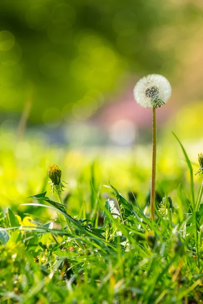 White dandelion on green grass blur background — Stock Photo, Image