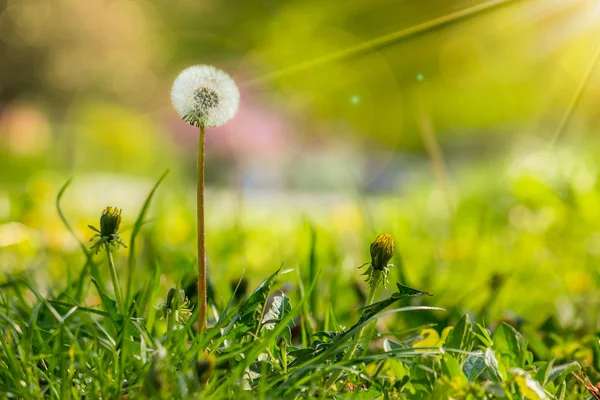 White dandelion on green grass blur background — Stock Photo, Image