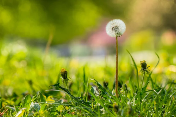 White dandelion on green grass blur background — Stock Photo, Image