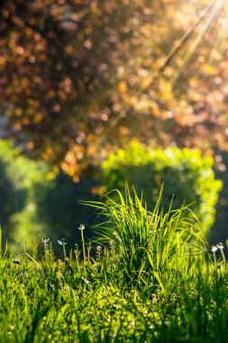 Orman glade güneş ışık