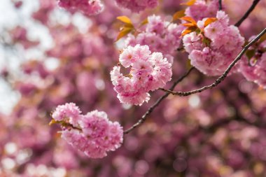 Pembe çiçek sakura çiçekler