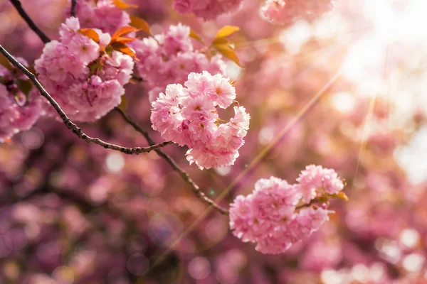 Ροζ ανθισμένες sakura λουλούδια — Φωτογραφία Αρχείου