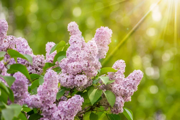 Purple lilac on color blurred background — Stock Photo, Image