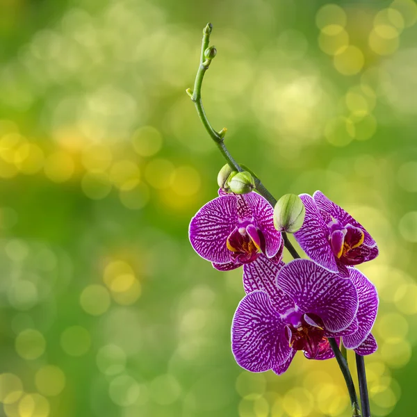 Фиолетовый цветок орхидеи на фоне размытия — стоковое фото