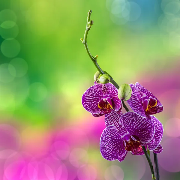 Fialová orchidej květina na rozostření pozadí — Stock fotografie